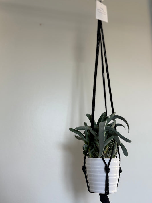 Plant & Pot Hanger - Black